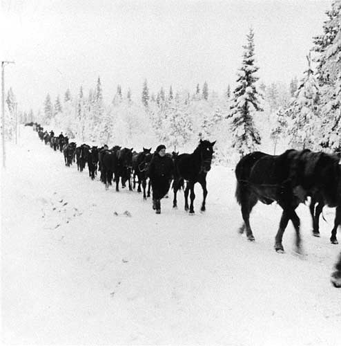Январь 1940 года. Трофейных лошадей переводят в Хюрюнсалми