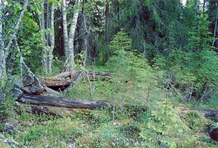 Heinäkuu 2003. Kalevalan (Uhtuan) piiri. Metsätyömaan jäännökset Kanussuolla, missä sijaitsi Suomussalmen internoitujen asukkaiden leiri