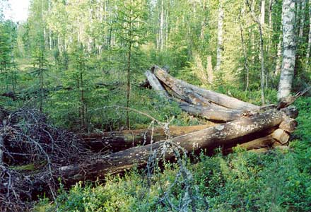 Heinäkuu 2003. Kalevalan (Uhtuan) piiri. Metsätyömaan jäännökset Kanussuolla, missä sijaitsi Suomussalmen internoitujen asukkaiden leiri